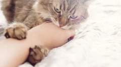 Prečo mačka uhryzne, keď sa hodí?